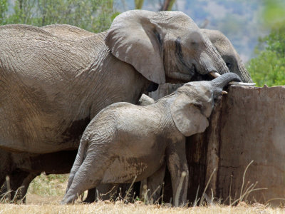 elephant calf