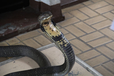 Snake Park, Bangkok, Thailand