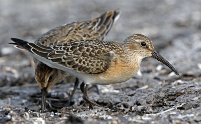 Curlew sandpiper 1cy 6085 September Scania