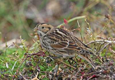 Lapland bunting October