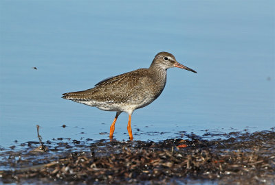 Redshank 1 c.y. September