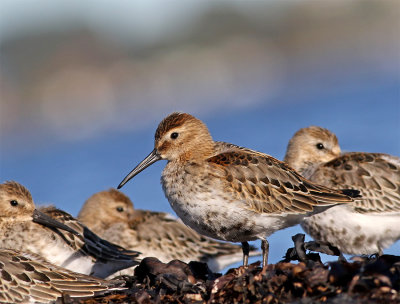 Dunlin, 1 c.y. September
