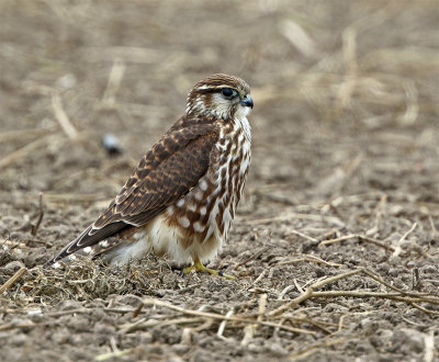 Merlin 1cy 9064 September Fredshg