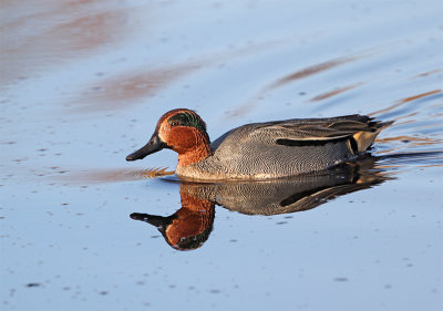 Teal male Gislvslge December 2783
