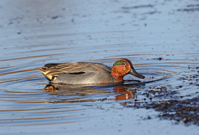 Teal male 2688 Gislvslge December