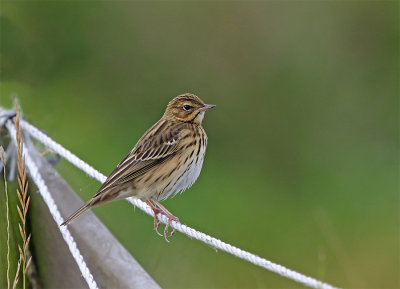 Tree pipit August trd 900pix 5928.jpg