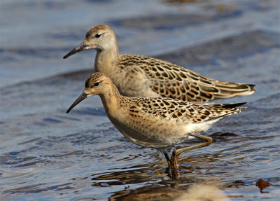 Ruff juvenile August Foteviken 202.jpg