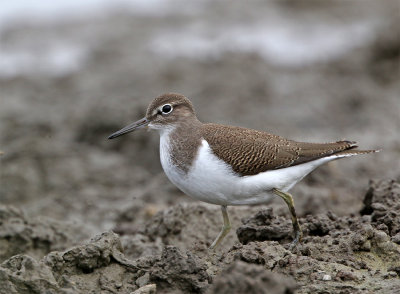 Common sandpiper 1cy August LHN aug.jpg