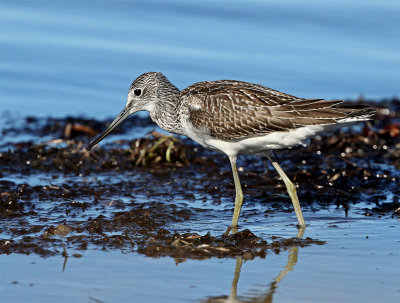 Greenshank 1cy August LHN 9727.jpg