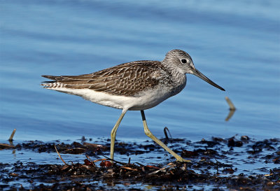 Greenshank 1cy August  LHN 9781.jpg