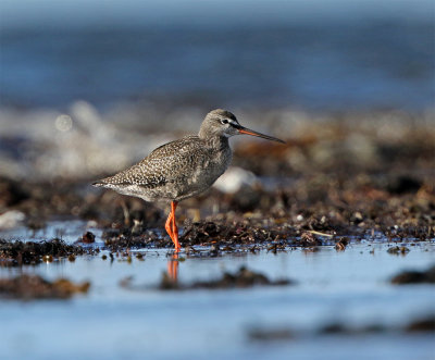 Spotted redshank juvenile August Trelleborg, Sweden 2530.jpg