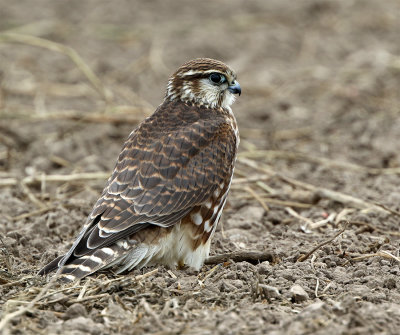 Merlin juvenile September Fredshg 9119.jpg