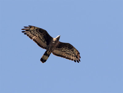 Crested Honey buzzard 5501 adult male Jahad Park Jan.jpg