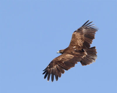 Greater spotted eagle adult above Hormozgan January 2423.jpg
