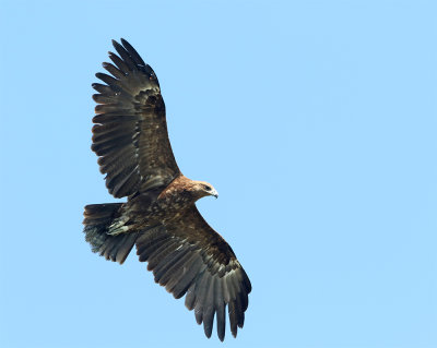 Great spotted eagle Hormozgan 2487 January.jpg