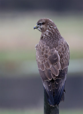 Common buzzard sitting December 4082.jpg