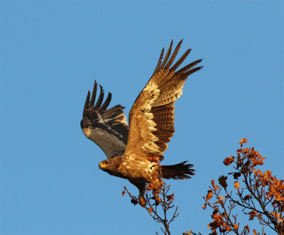 Steppe eagle 2 c.y. November Lemmestr.jpg