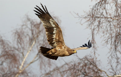 Steppe eagle 3 c.y. Grdslv February.jpg