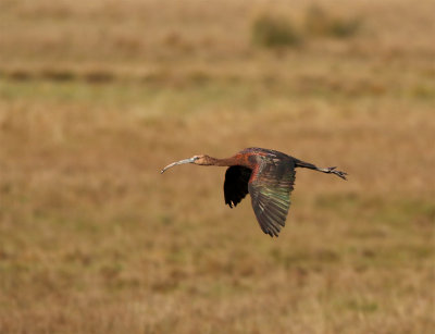 Glossy ibis adult flying November Skanr 017.jpg