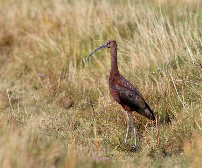 Glossy ibis adult November Skanr.jpg