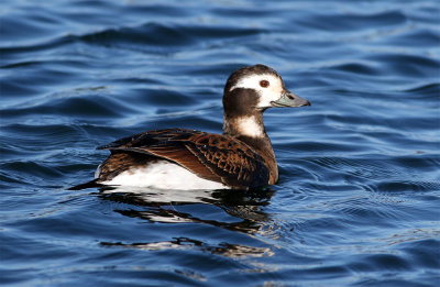 Long-tailed duck female type March Abbeks .jpg