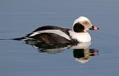 Long-tailed duck male Ystad February.jpg