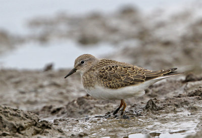 Temminck´s stint 991 Foteviken August juv.jpg