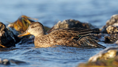 Common teal female type 1726 Stavsten September.jpg