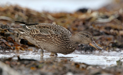 Common teal 6895 Stavsten Septembert.jpg