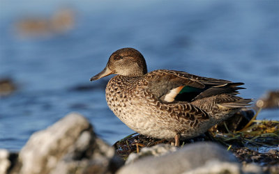 Common teal Stavsten September 2130.jpg