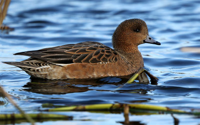 Wigeon female type Lund February.jpg