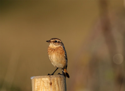 Whinchat 6627 Foteviken August.jpg