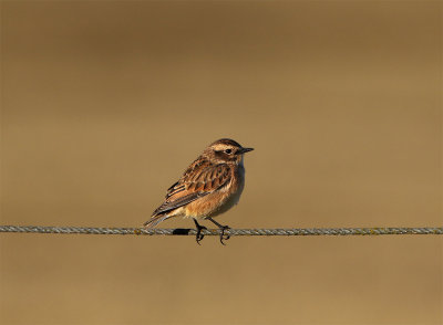 Whinchat September Foteviken 9461.jpg