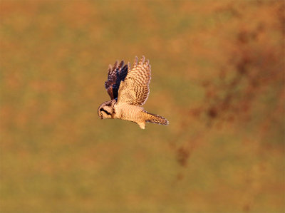 Northern hawk owl Allarp December 5592.jpg
