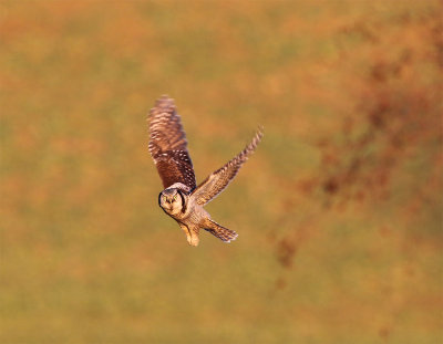 Northern hawk owl Allarp 5596 December.jpg