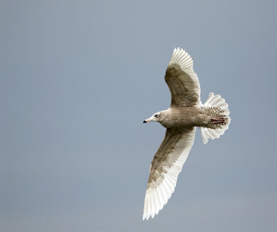 Glacous gull 1st winter January 9777  Vitemlla.jpg