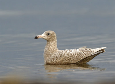 Glacous gull 1st winter  9377 2k January Vitemlla.jpg