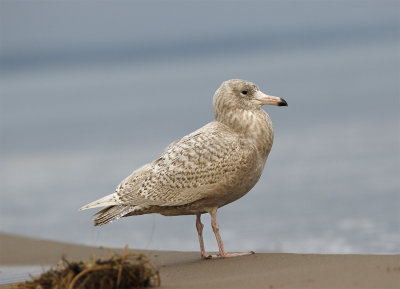 Glacous gull 1st winter 9492 Vitemlla 2k January.jpg