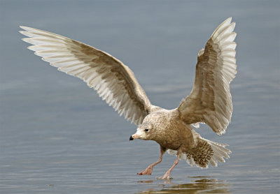 Glacous gull 1st winter January Vitemlla.jpg