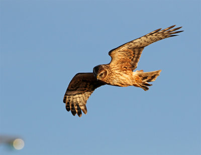 Hen harrier juvenile december Allarp.jpg