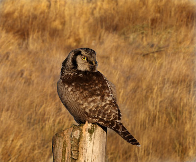Northern Hawk owl yellow grass Allarp December 5442.jpg