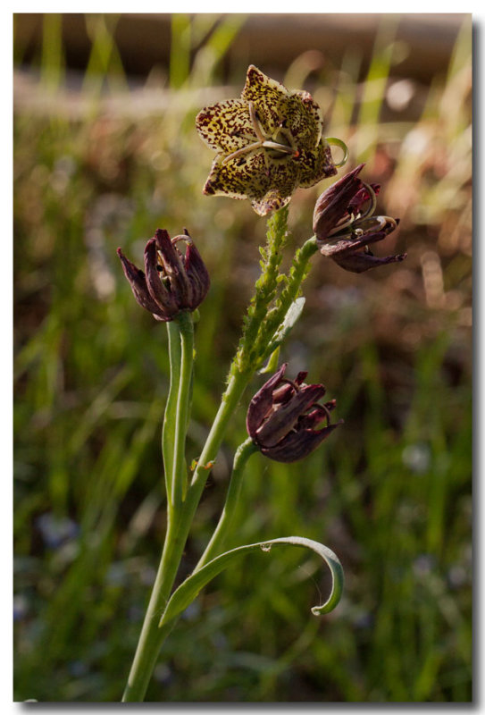 Pine woods fritillary