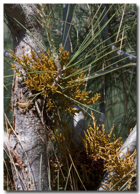 Western dwarf mistletoe