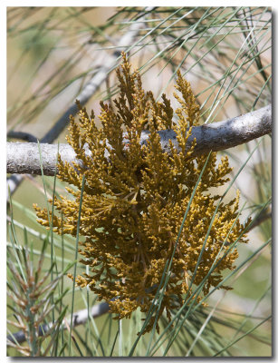 Western dwarf mistletoe