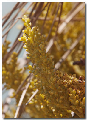 Western dwarf mistletoe