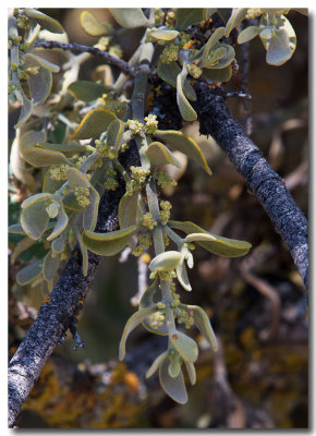 Pacific mistletoe