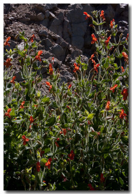 Scarlet monkeyflower