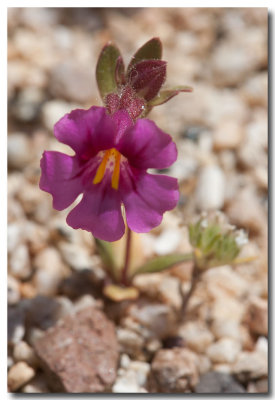 Fremont's monkeyflower