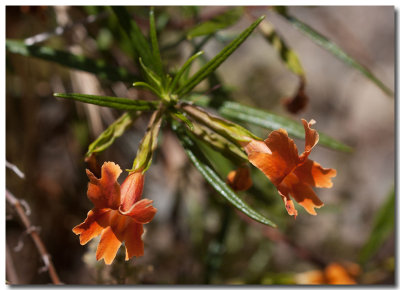 Sticky monkeyflower