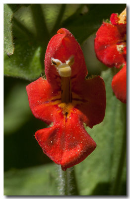 Scarlet monkeyflower